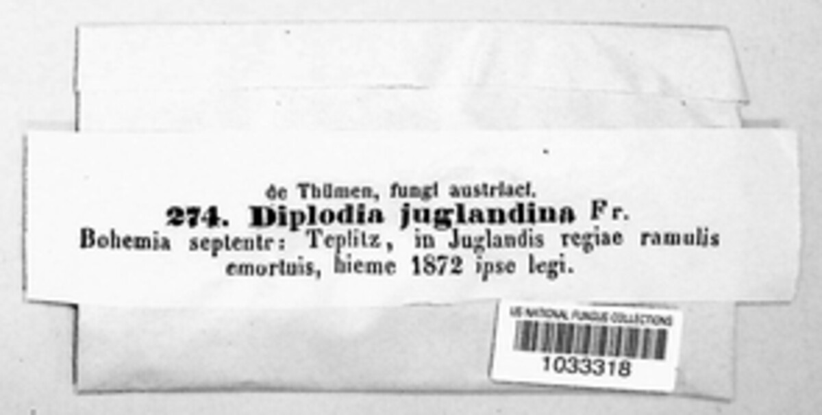 Diplodia juglandina image